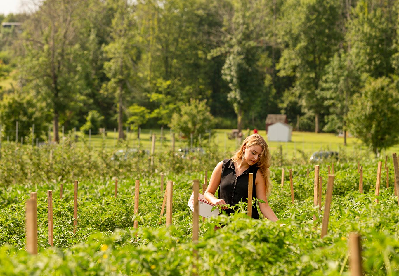 Woman picking her own produce in Ulster County, NY