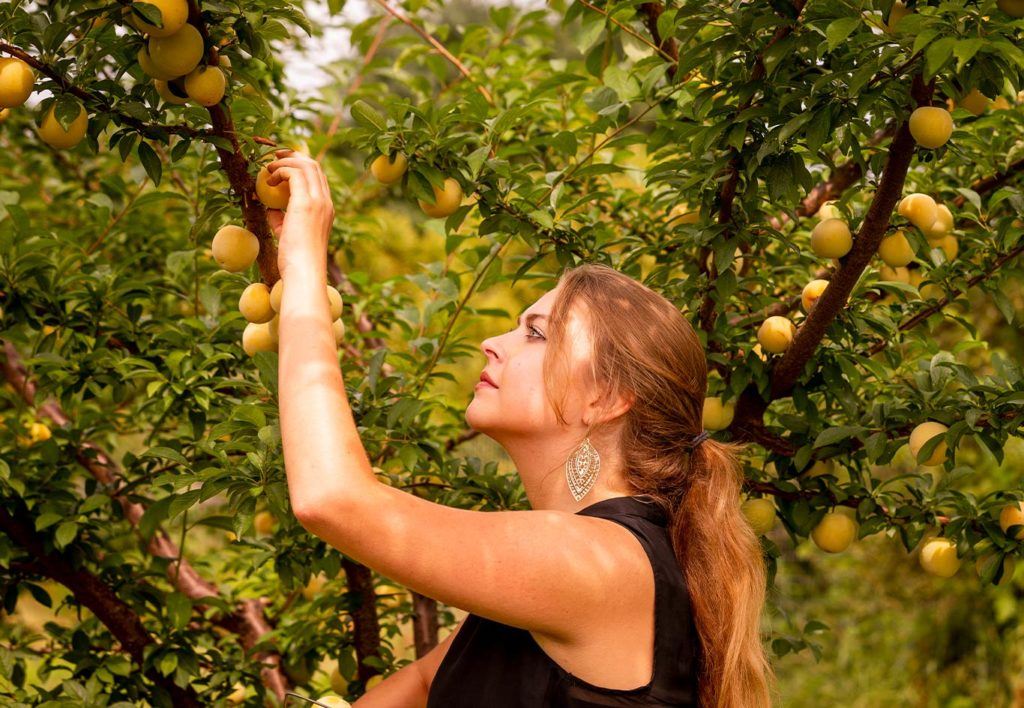 Woman picking fruit in Ulster County, NY