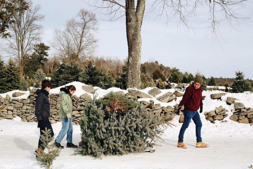People carrying freshly cut Christmas Tree through snow