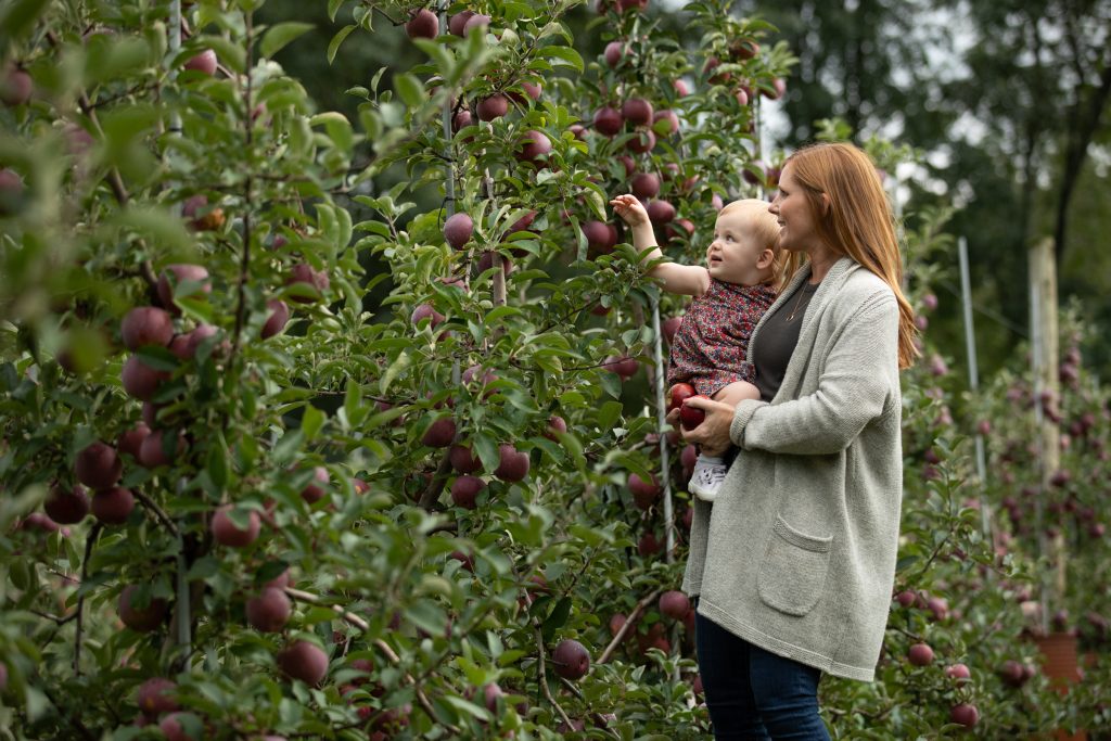 woman holds toddler, who is picking a plum from a tree