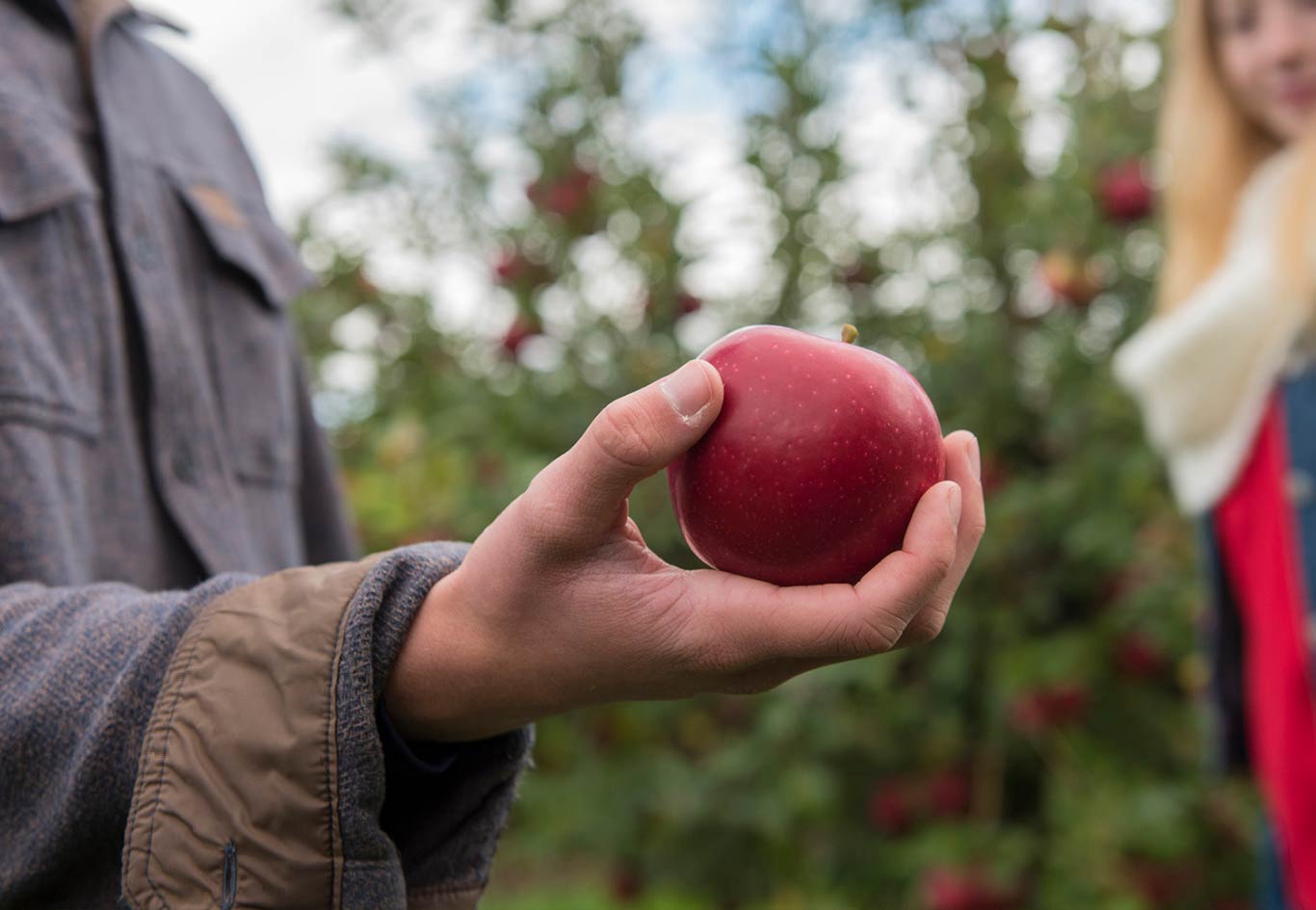 Man holding a just-picked apple in Ulster County, NY