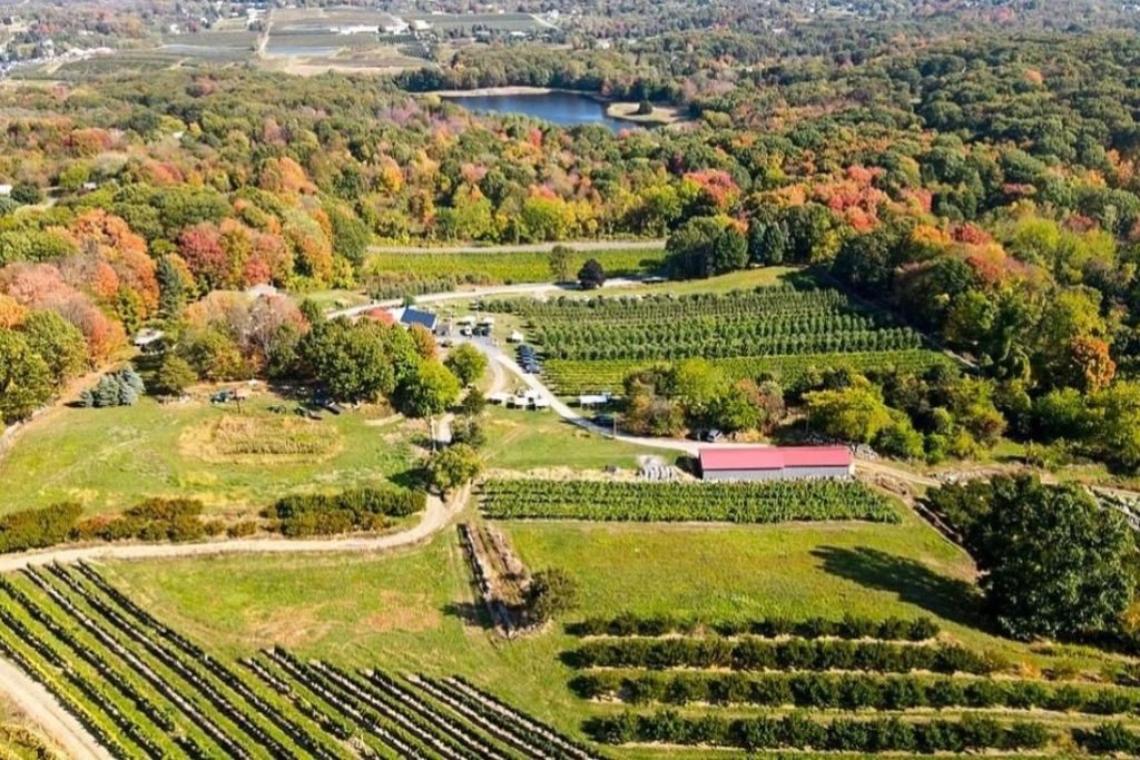 aerial view of vineyard in autumn