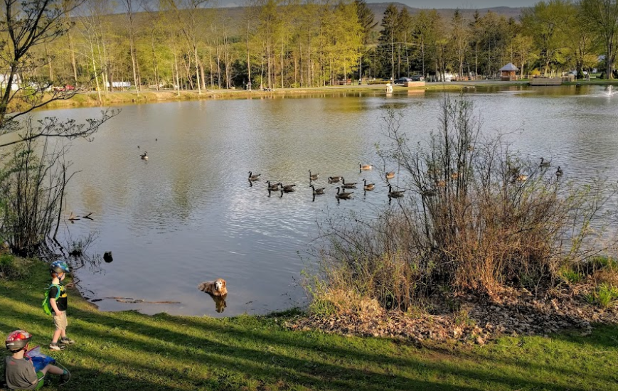 ducks in the center of a park pond and a Golden Retriever along the banks