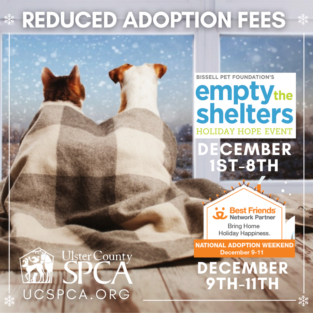 Ulster County SPCA Holiday Pet Adoption Special Event | Ulster County NY  Tourism