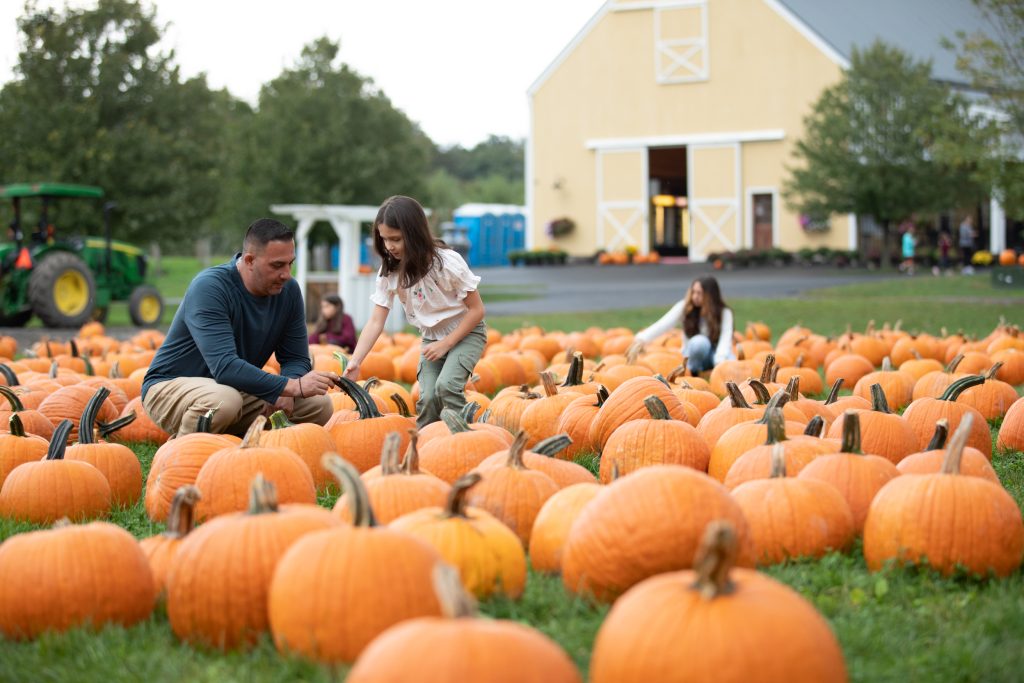 family picking pumpkins at a pumpkin patch
