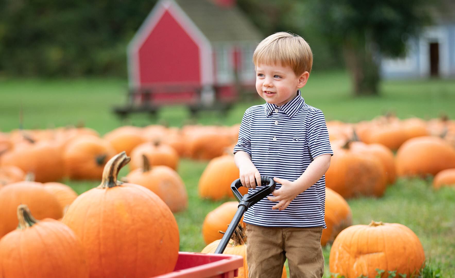 little boy in pumpkin patch