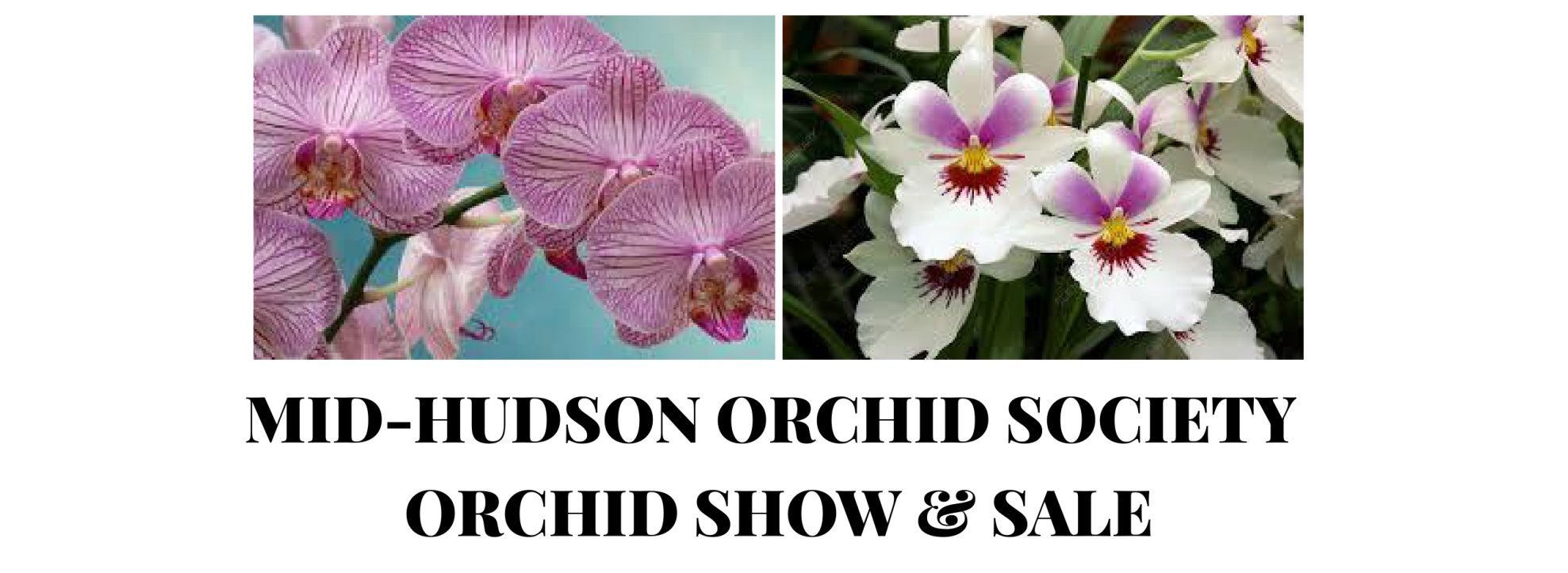 orchid show banner