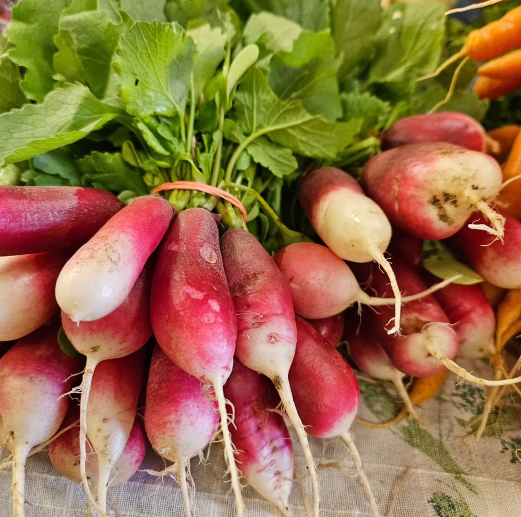 bunches of radishes picked fresh from the garden