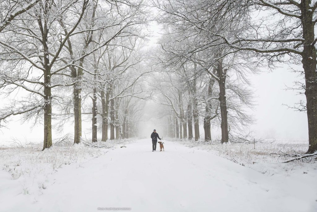 Guy and dog walking through snow covered trees