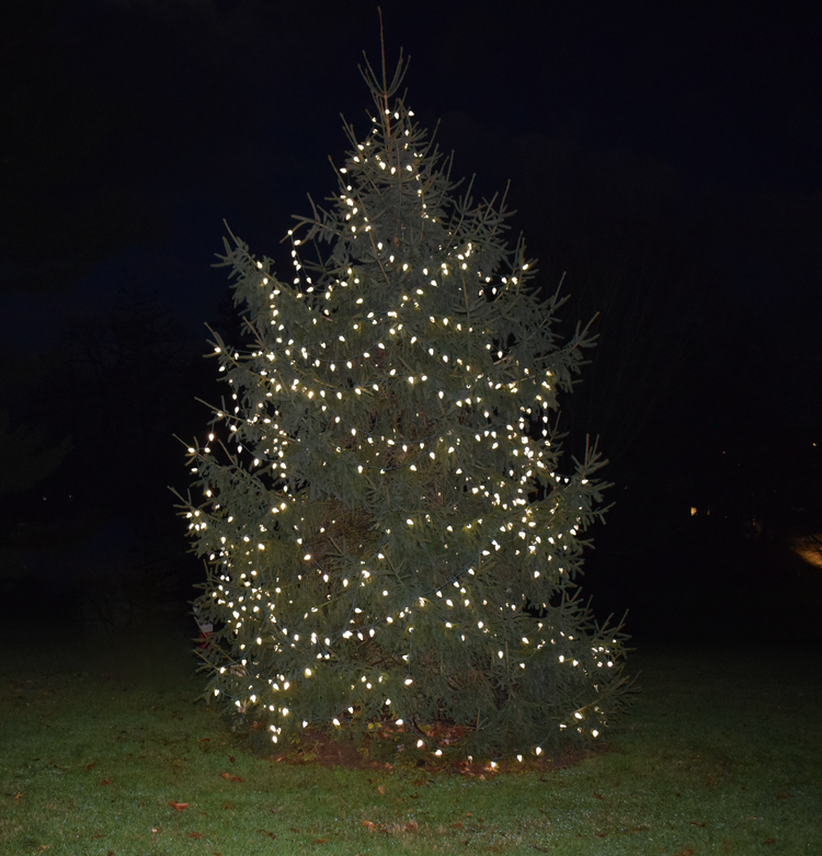 outdoor Christmas tree in white lights