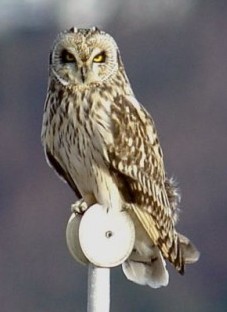 owl sitting on a perch