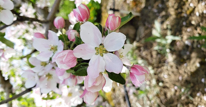 cluster of white and pink apple blossoms