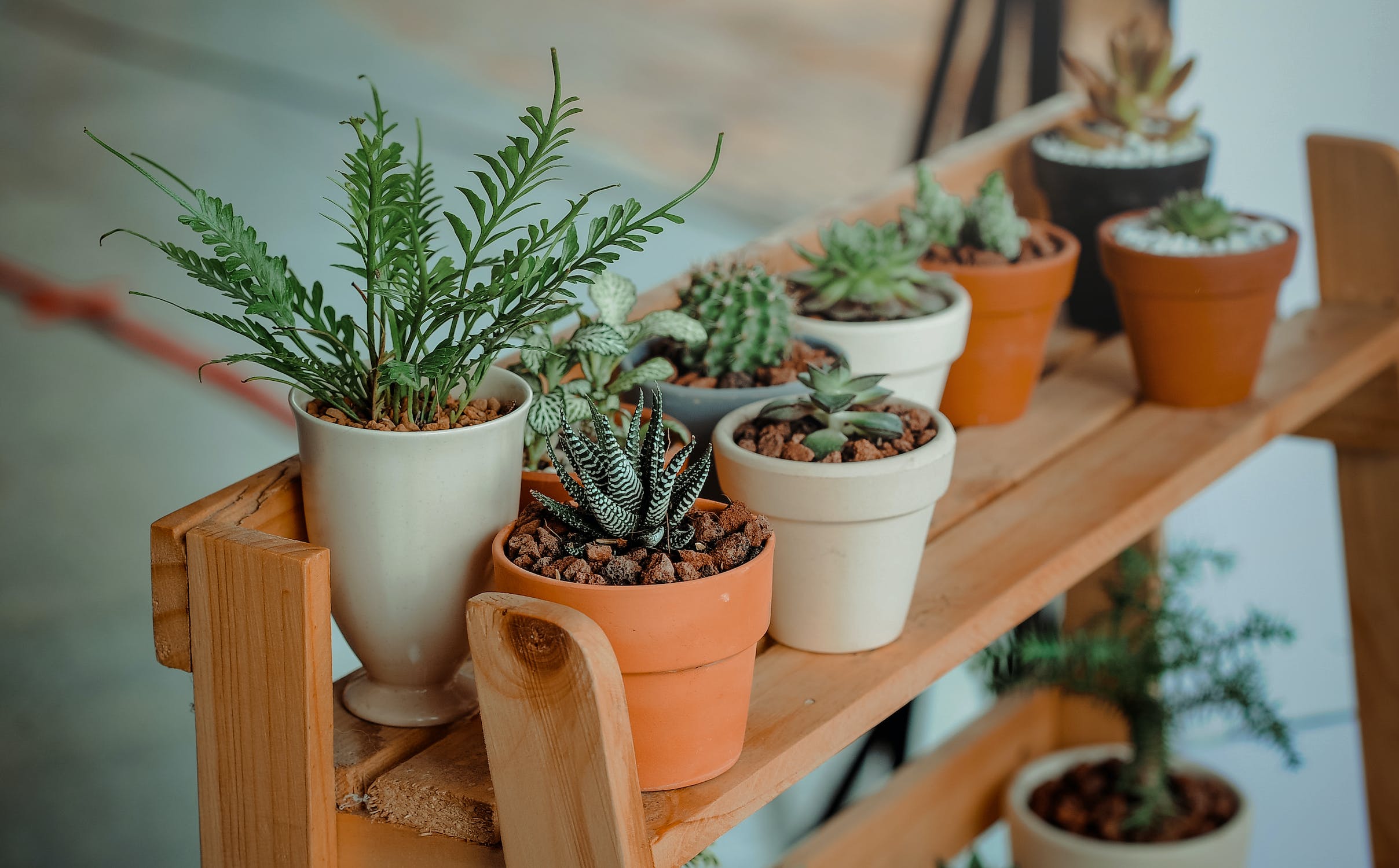 a row of succulents in planters on a board