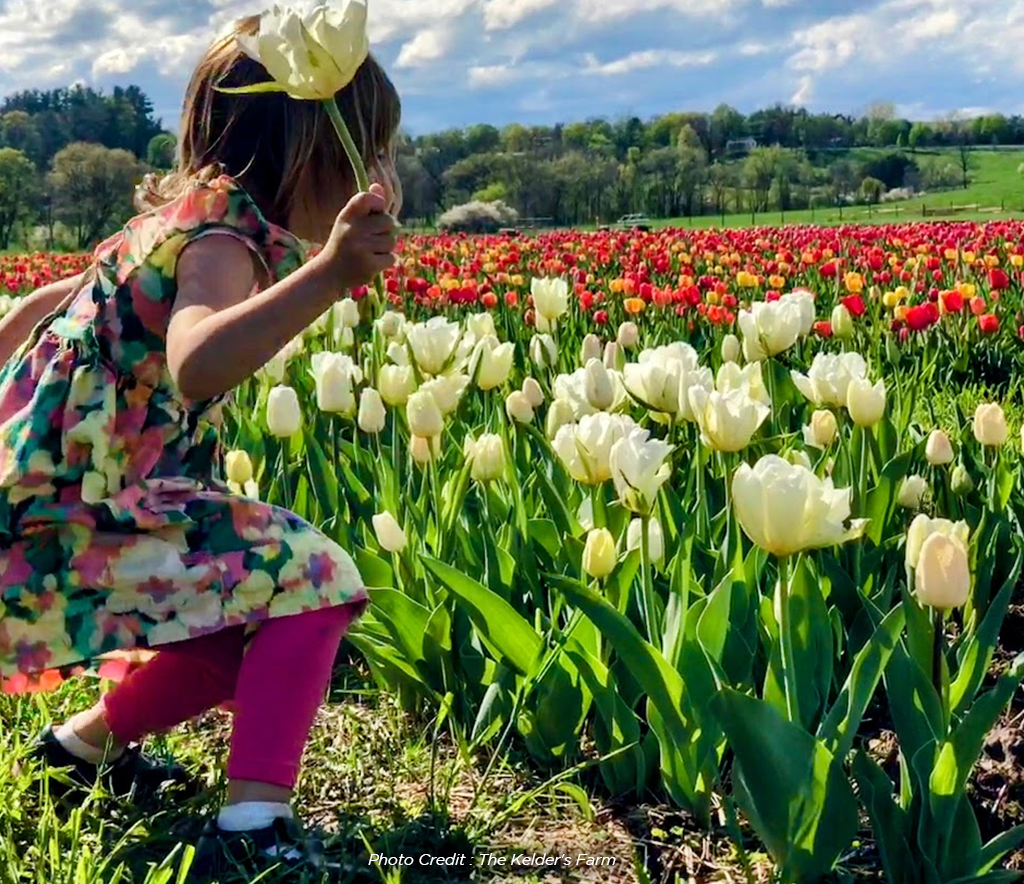 Little girl picking tulips