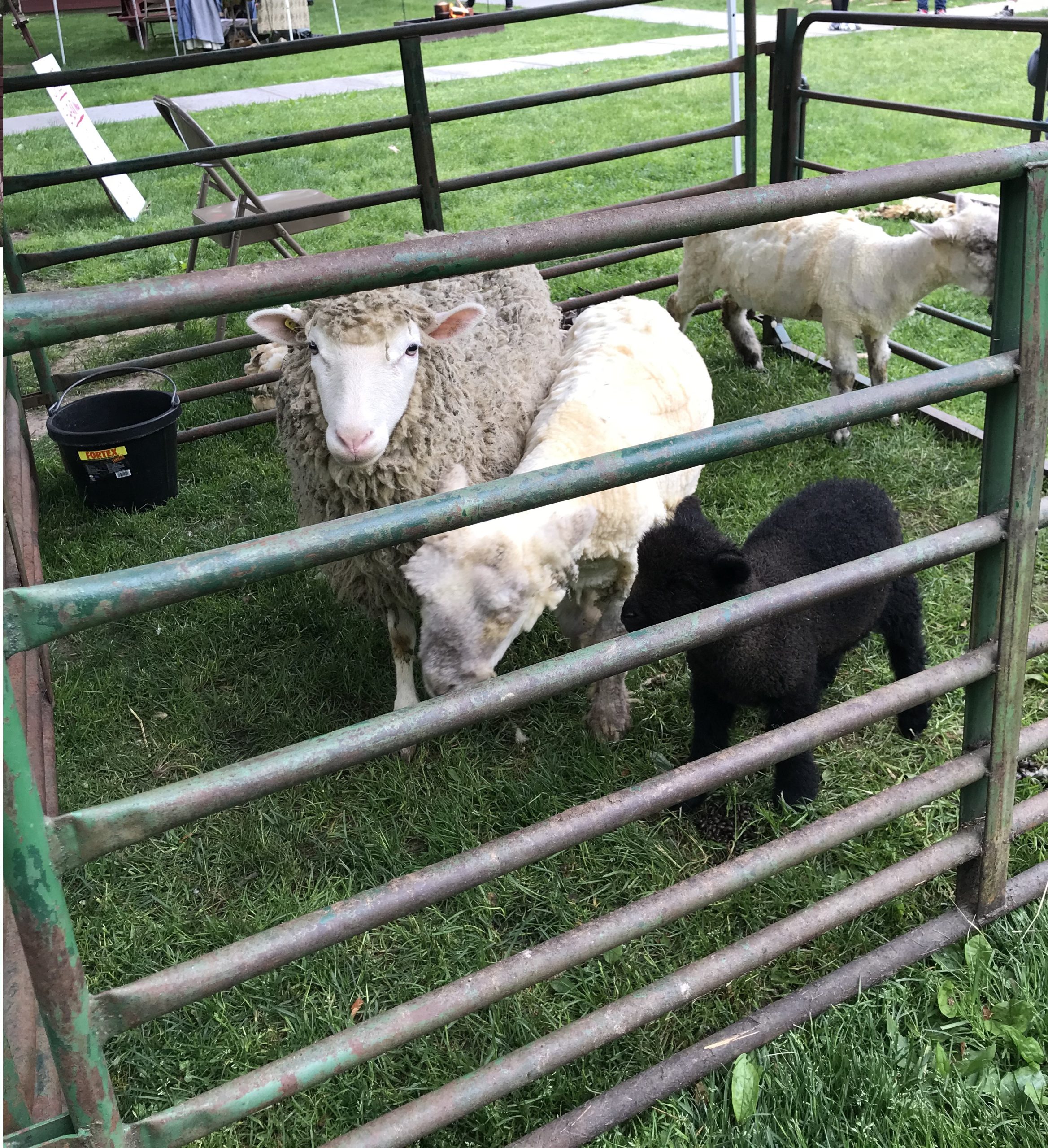 sheep and lambs in a pen