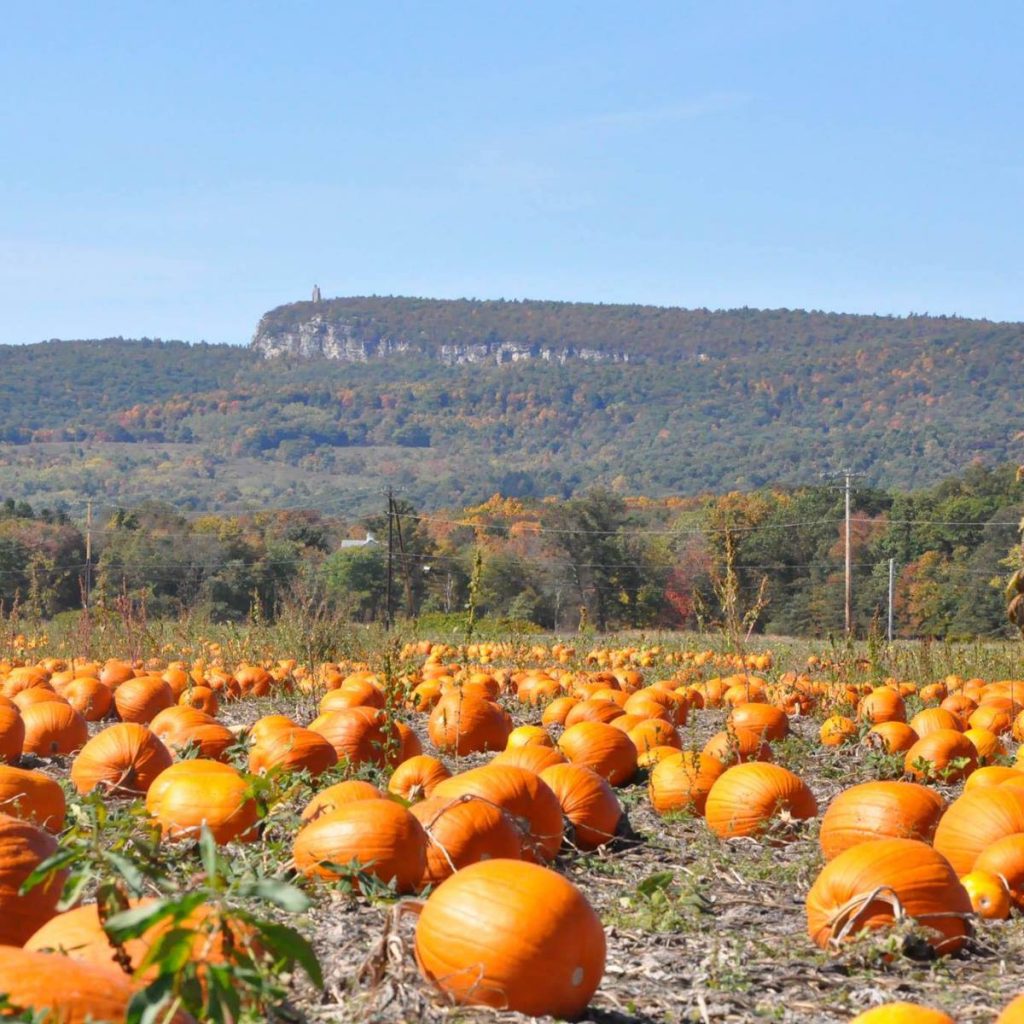 Pumpkin patch at Wallkill View Farms