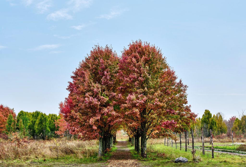 Autumn tree in a field